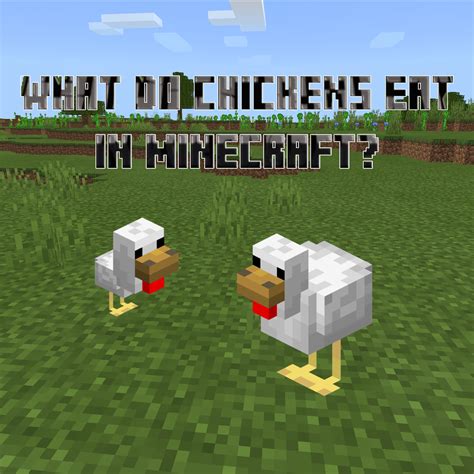 what does minecraft chickens eat